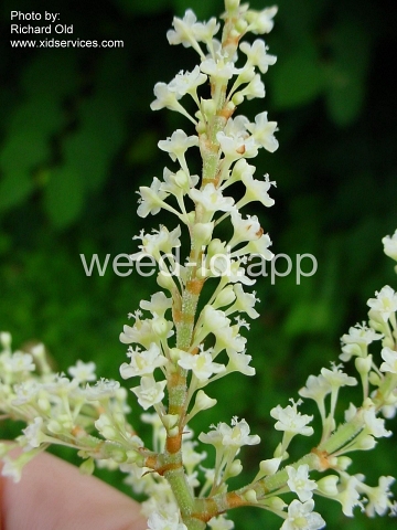 knotweed, Bohemian